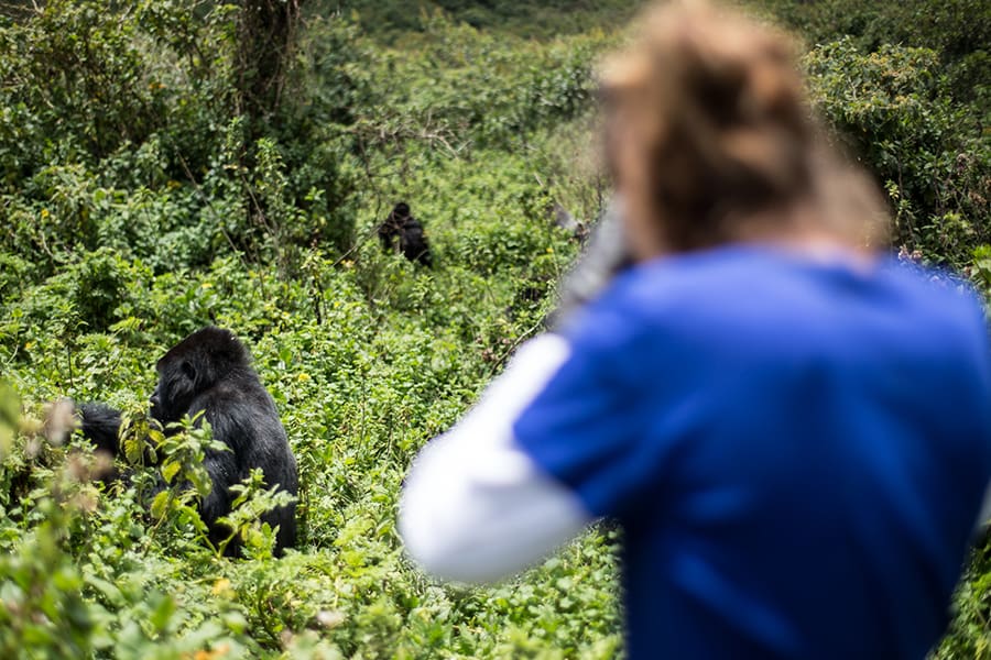 Gorilla Tracking